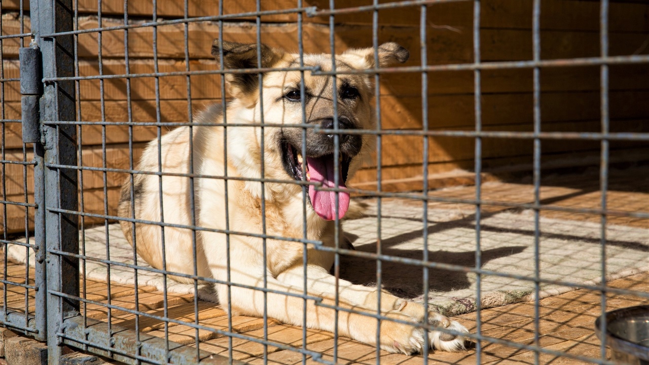 Информация для владельцев домашних животных по отлову безнадзорных собак на территории Парабельского района.